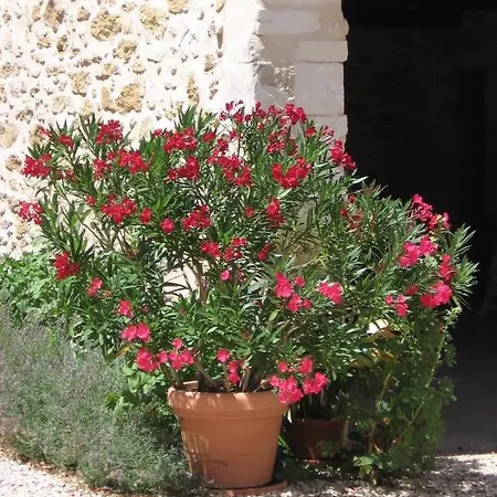 Mas Provencal Typique Willa Saint-Restitut