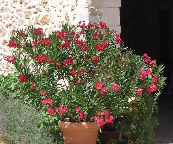 Mas Provencal Typique Villa Saint-Restitut